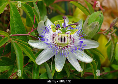 Passiflora caerulea, passionflower, el azul de la familia Passifloraceae Foto de stock