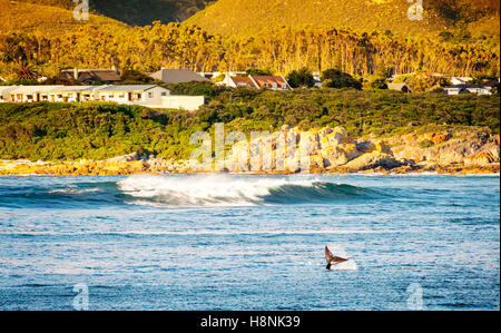 Cola de gestos de ballena en el aire para observadores de ballenas en Hermanus en Sudáfrica Foto de stock
