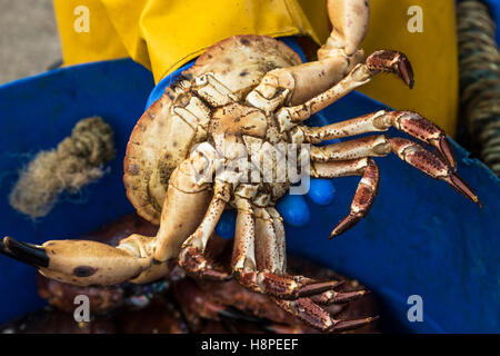 La parte inferior de un cangrejo recién cogido de la mano de un pescador vestido de azul guantes Foto de stock
