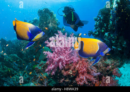 Paisaje con arrecifes de coral azul rodeado de peces ángel o pez ángel majestuoso(Pomacanthus navarchus) Foto de stock