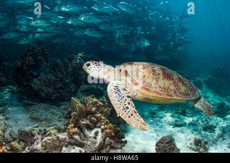 La tortuga verde (Chelonia mydas] nadar a lo largo de arrecifes de coral con una escuela de jureles patudo [Caranx sexfasciatus]. Las islas Similan,
