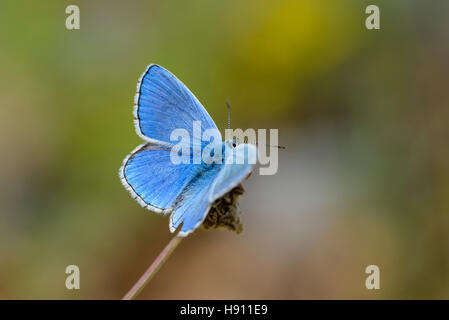 Hauhechel Blaeuling, Polyommatus icarus, Macho común mariposa azul