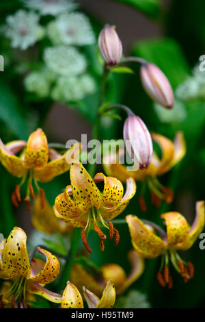 El Lilium Martagon Guinea lirio amarillo oro lirios flores flores perennes sombra verano shady turcos cap Floral RM Foto de stock