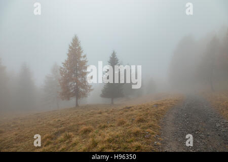 Mañana neblinosa cerca Sauris di Sopra, provincia de Udine, Italia. Dolomitas. Foto de stock