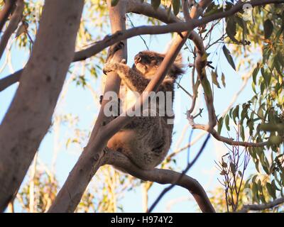 Un Koala en un árbol de eucalipto disfrutando la última luz del día.