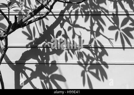 Por la tarde las sombras de ramas y hojas de un árbol en una pared mientras en Hyderabad, India Foto de stock