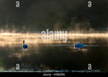Ardara, Condado de Donegal, Irlanda clima. 21 de noviembre de 2016. En el lago de los cisnes Shanaghan en una fría mañana de invierno, crujientes. Crédito: Richard Wayman/Alamy Live News Foto de stock