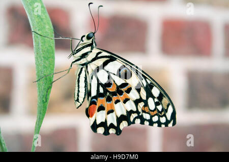 De cerca de Lima subalares butterfly (Papilio demoleus) sobre una hoja contra un fondo borroso Foto de stock