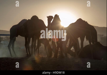Los camellos al atardecer la Feria de camellos en Pushkar, Rajastán, India Foto de stock