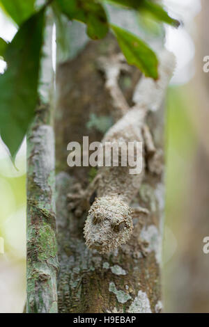 Perfectamente enmascarada mossy leaf-tailed gecko, Uroplatus sikorae, especie de gecko con la habilidad de cambiar su color de piel para que coincida con su entorno. Y Foto de stock