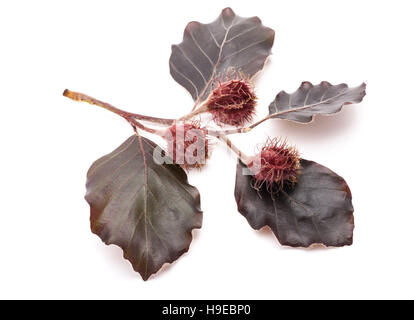 Roja rama hayas (Fagus sylvatica purpurea ) aislado en blanco Foto de stock