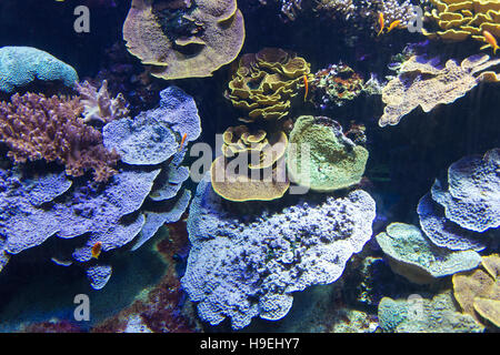 Arrecifes de coral con corales duros y blandos con peces exóticos Foto de stock