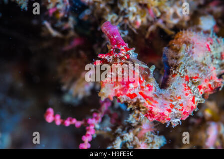 Shiho de caballito de mar, Hippocampus sindonis Jordan & Snyder, 190, en Owase, Mie, Japón. La profundidad de 23m. Foto de stock