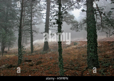 El bosque de pinos. Rango de Javalambre. Teruel. Aragón. España. Foto de stock