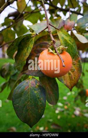 Árbol de caqui y naranja brillante caquis contrastan bellamente con sus hojas verdes. Foto de stock