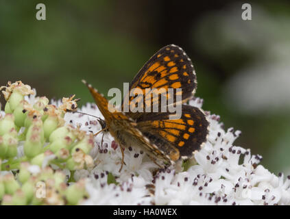 Heath, Speyeria butterfly (Melitaea athalia) sobre blanco flores silvestres en el sur de Grecia Foto de stock