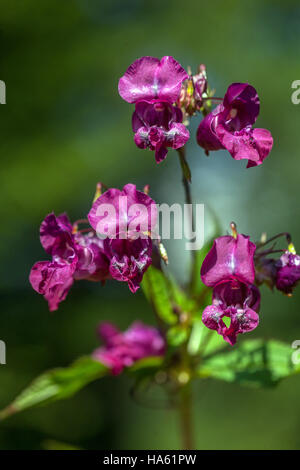 Flor del balsam del Himalaya Impatiens glandulifera, planta invasora