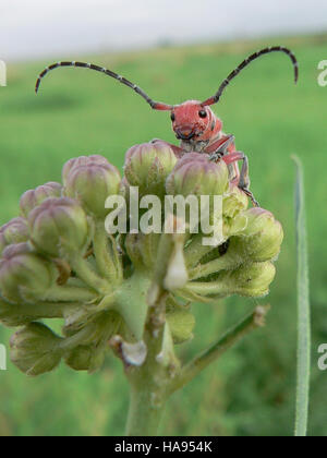 7469339300 usfwsmtnprairie 10º Lugar - Rojo Asclepias Beetle - Logan County Foto de stock
