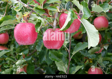 Pink Lady manzanas Foto de stock