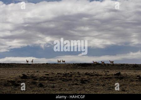Una manada de guanacos siluetas contra las nubes y el cielo de Siberia en el altiplano de la región de la Patagonia Argentina Foto de stock