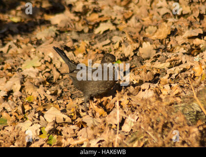 Hembra de mirlo (Turdus merula) alimentándose de tierra en los bosques entre las hojas muertas Foto de stock