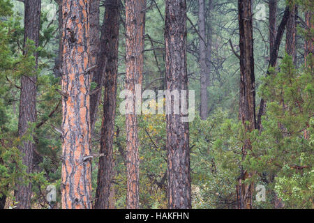 Mist remojar el pino ponderosa, encinas, enebros y junto el Arizona Trail (Sendero de Arizona). Bosque Nacional de Tonto, Arizona Foto de stock