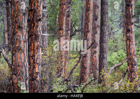Mist remojar el pino ponderosa, encinas, enebros y junto el Arizona Trail (Sendero de Arizona). Bosque Nacional de Tonto, Arizona Foto de stock