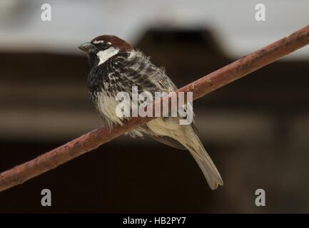 Spanish Sparrow, South-Durankulak, Bulgaria Foto de stock