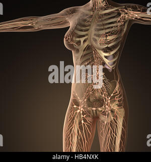 Sistema limphatic humano con los huesos en el cuerpo transparente Foto de stock