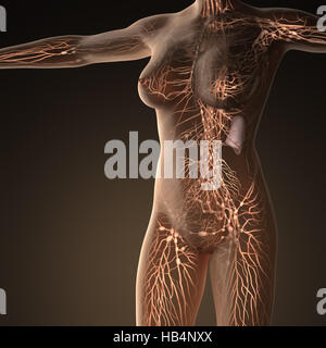 Sistema limphatic humano con los huesos en el cuerpo transparente Foto de stock