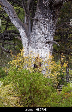 Un gran caimán juniper árbol arriba encina, y manzanita junto el Highline Trail. El Bosque Nacional Coconino, Arizona Foto de stock
