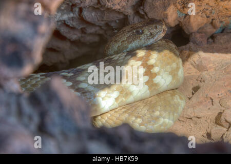 Negro Oriental-tailed Cascabel (Crotalus ornatus), en un estudio en el centro de Nuevo México, EE.UU.. Foto de stock