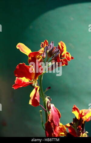 Alhelí: flor amarilla rojo contra verde Foto de stock