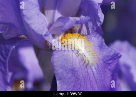 Iris germanica, iris barbado Foto de stock