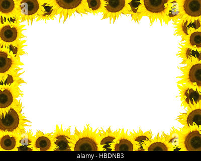 Marco de girasol Fotografía de stock - Alamy