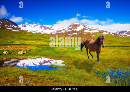 Bay caballos islandeses que pastan en la pradera