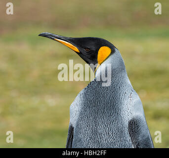 Retrato de pingüino rey (Aptenodytes patagonicus)