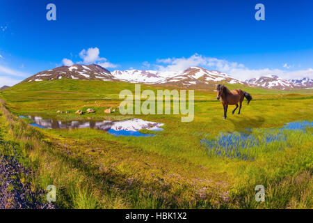 Bay caballos islandeses en la pradera