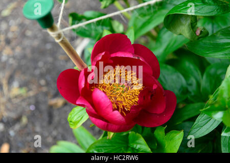 Paeonia lactiflora el páramo de peonías flor roja flores de peonía herbácea  perenne de floración perfumada fragante aroma floral de RM Fotografía de  stock - Alamy