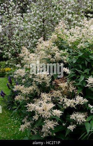 Persicaria polymorpha giant vellón flores blancas flores flor perenne herbácea knotweed Floral RM Foto de stock