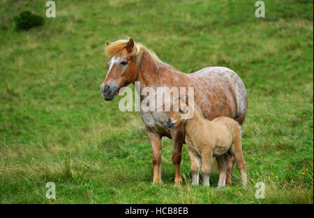 Shetland Pony (Equus ferus caballus) con potro en pastizales alpinos, Carintia, Austria Foto de stock