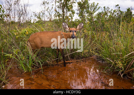 Una hembra de ciervos de los pantanos en su hábitat, un humedal en Brasil Central Foto de stock