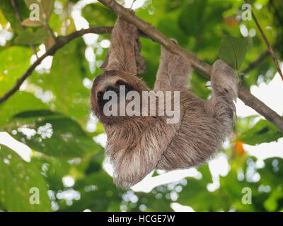 Lindo perezoso, Bradypus variegatus, colgando de una rama en el bosque, animales salvajes, Panamá, América Central