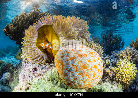 Falso anemonefish payaso (Amphiprion ocellaris), Sebayur Island, Parque Nacional Isla de Komodo, Indonesia Foto de stock