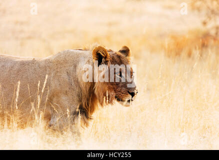 Cachorro de león (Panthera leo), el Parque Transfronterizo Kgalagadi, Kalahari, Northern Cape, Sudáfrica, África Foto de stock