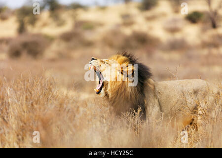 León rugiente (Panthera leo), el Parque Transfronterizo Kgalagadi, Kalahari, Northern Cape, Sudáfrica, África Foto de stock