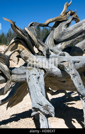 U.S.A.Bryce en Utah; muertos tocón de cerda.el cono de pino (Pinus aristata) Foto de stock