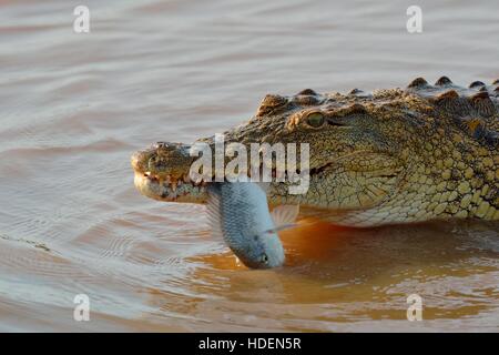 El cocodrilo del Nilo (Crocodylus niloticus) con pescado aún vivo en su boca, presa del atardecer, el Parque Nacional Kruger, Sudáfrica, África