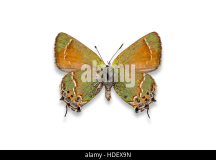 Una propagación anclados y recorte Siva Juniper Callophrys gryneus Eumaeini (Siva) sobre un fondo blanco.
