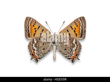 Una propagación anclados y recorte de cola macho cobre (mariposa Lycaena arota) sobre un fondo blanco. Foto de stock